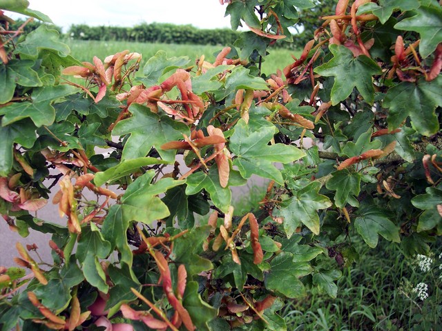  Image name: acero campetre4.jpg 
 width: 640 pixel 
 height: 480 pixel 
 Size: 131029 bytes 
 Click to enlarge 